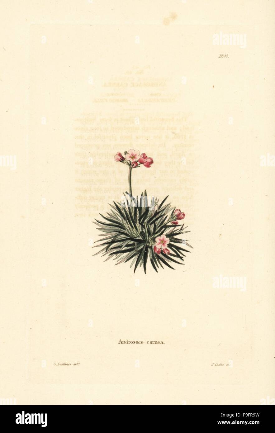 Rock jasmine, Androsace laggeri (Androsace carnea). Handcoloured copperplate engraving by George Cooke after George Loddiges from Conrad Loddiges' Botanical Cabinet, Hackney, 1817. Stock Photo