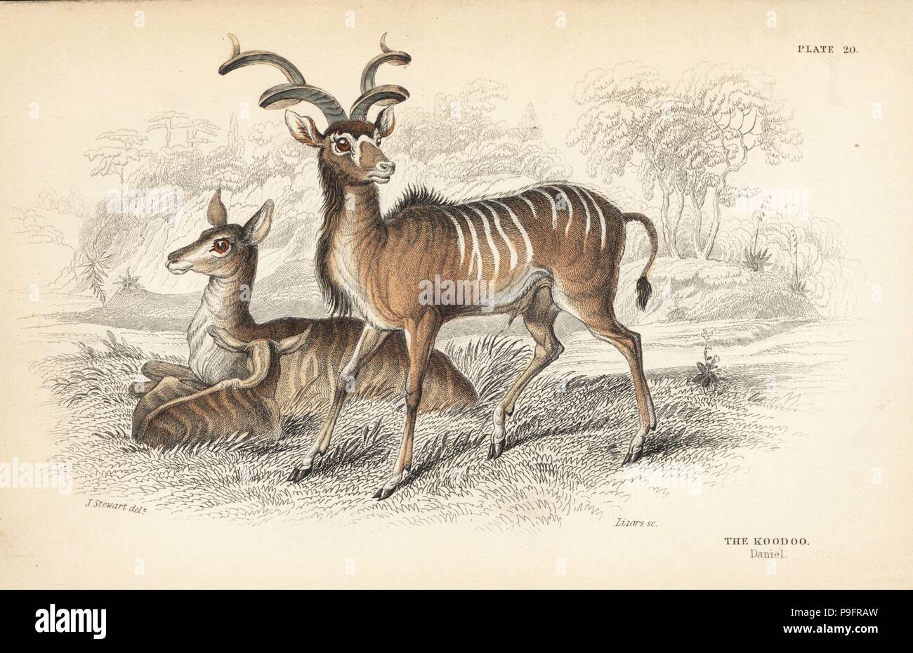 Greater kudu, Tragelaphus strepsiceros (Koodoo). Handcoloured steel engraving by Lizars after an illustration by James Stewart from William Jardine's Naturalist's Library, Edinburgh, 1836. Stock Photo