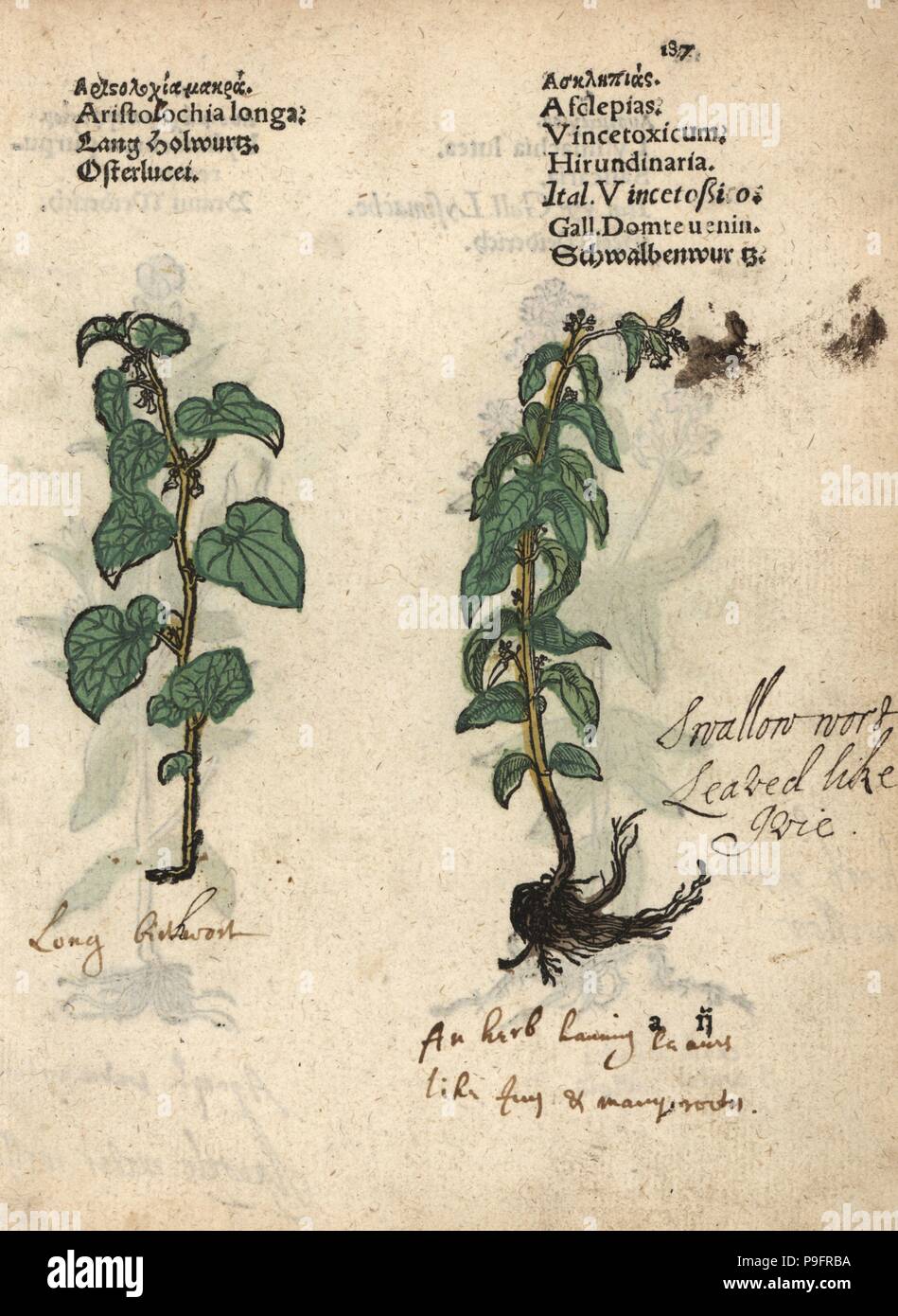 Long birthwort, Aristolochia longa, and swallow-wort, Vincetoxicum hirundinaria. Handcoloured woodblock engraving of a botanical illustration from Adam Lonicer's Krauterbuch, or Herbal, Frankfurt, 1557. This from a 17th century pirate edition or atlas of illustrations only, with captions in Latin, Greek, French, Italian, German, and in English manuscript. Stock Photo