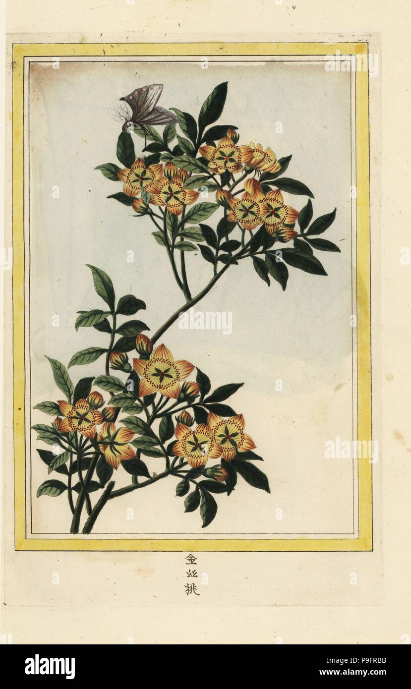 Fleurs Jaunes Stock Photos Fleurs Jaunes Stock Images Alamy