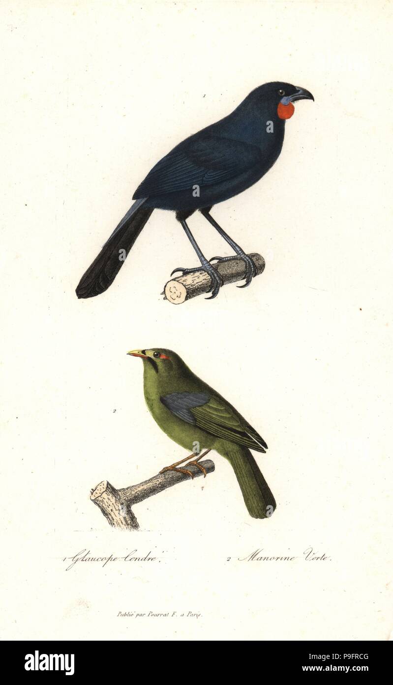 South Island kokako, Callaeas cinereus (extinct) and bell miner, Manorina melanophrys. Handcoloured copperplate engraving from Rene Primevere Lesson's Complements de Buffon, Pourrat Freres, Paris, 1838. Stock Photo