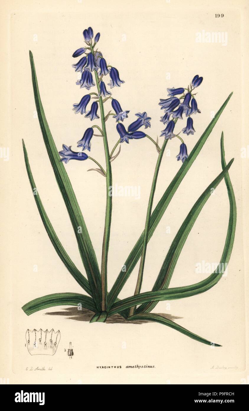 Brimeura amethystina (Amethyst-coloured hyacinth, Hyacinthus amethystinus). Handcoloured copperplate engraving by G. Barclay after Edwin Dalton Smith from John Lindley and Robert Sweet's Ornamental Flower Garden and Shrubbery, G. Willis, London, 1854. Stock Photo