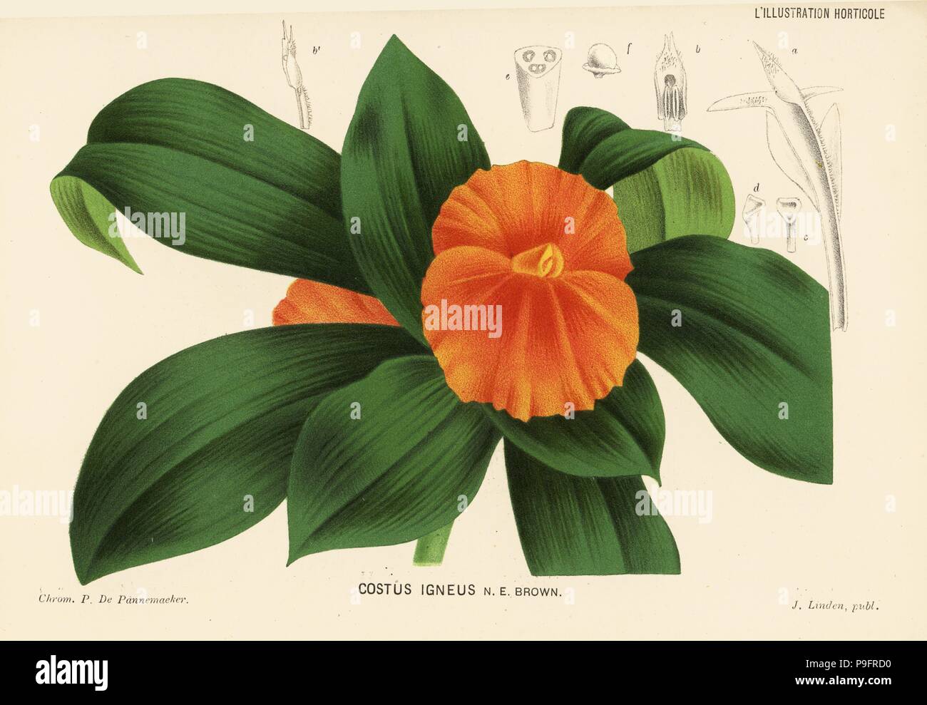 Costus igneus hi-res stock photography and images - Alamy