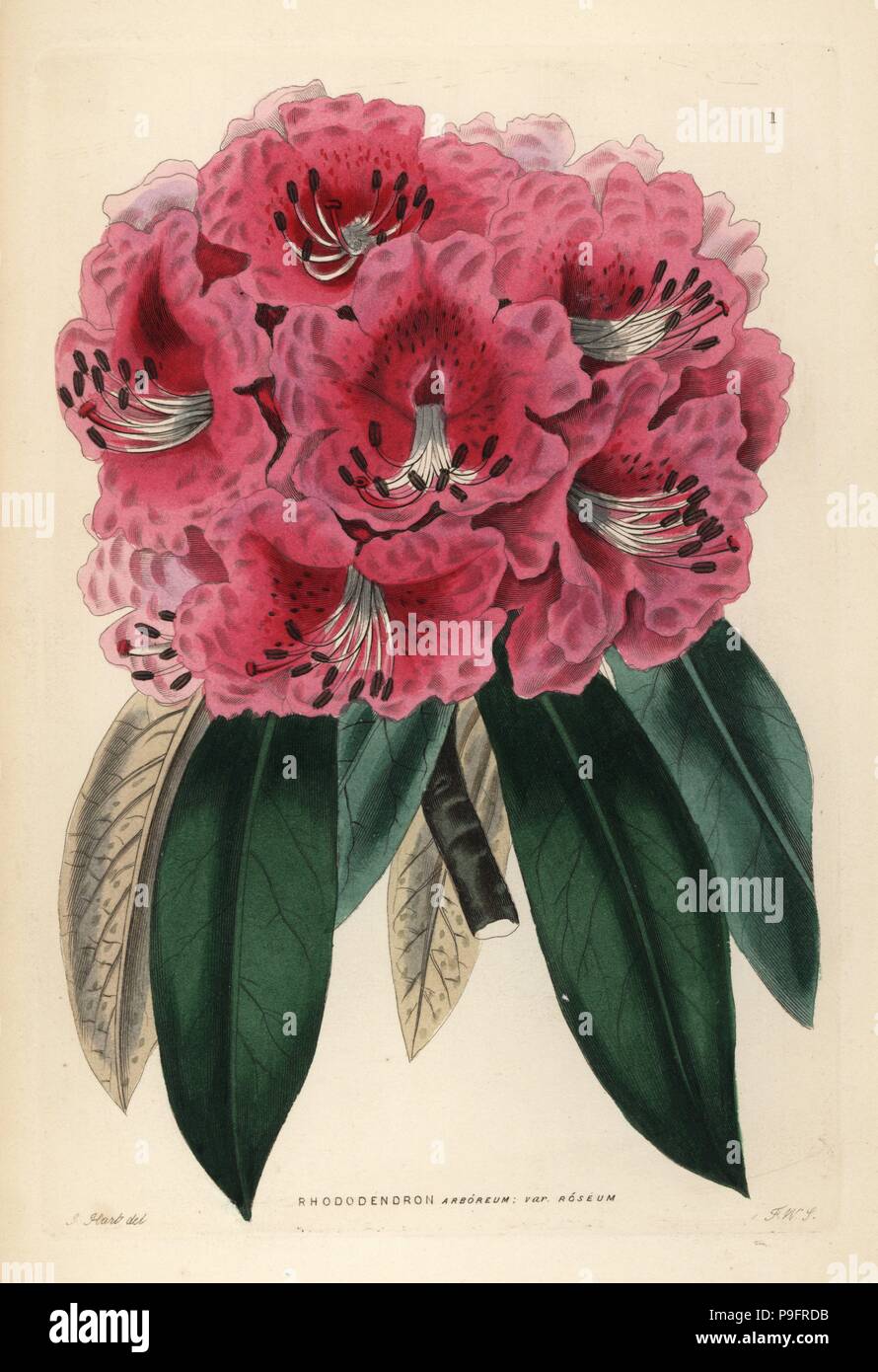 Rosy tree rhododendron, Rhododendron arboreum var. roseum. Handcoloured copperplate engraving by Frederick W. Smith after J. Hart from John Lindley and Robert Sweet's Ornamental Flower Garden and Shrubbery, G. Willis, London, 1854. Stock Photo