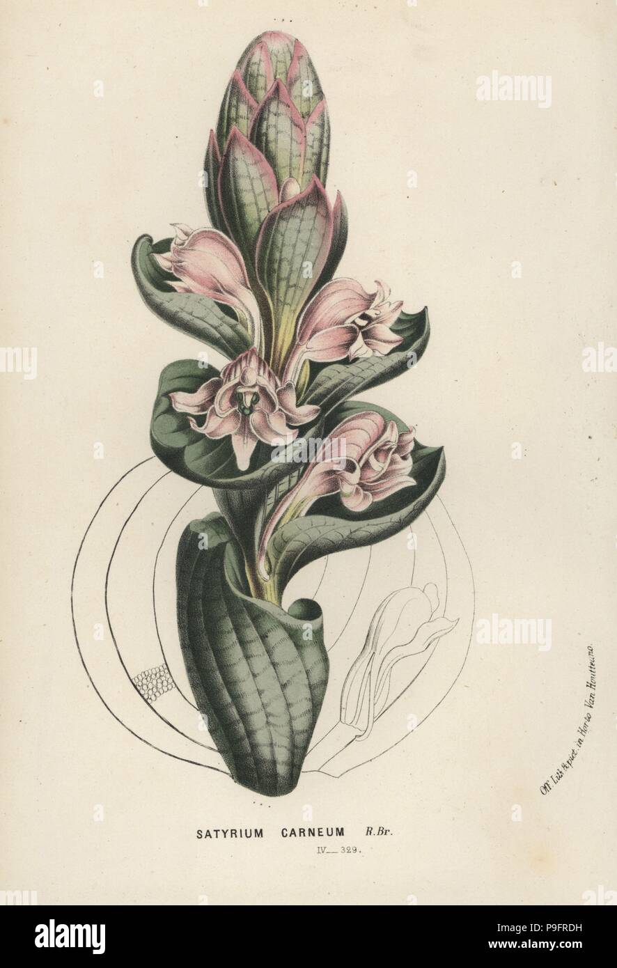 Satyrium carneum orchid. Handcoloured lithograph from Louis van Houtte and Charles Lemaire's Flowers of the Gardens and Hothouses of Europe, Flore des Serres et des Jardins de l'Europe, Ghent, Belgium, 1867-1868. Stock Photo