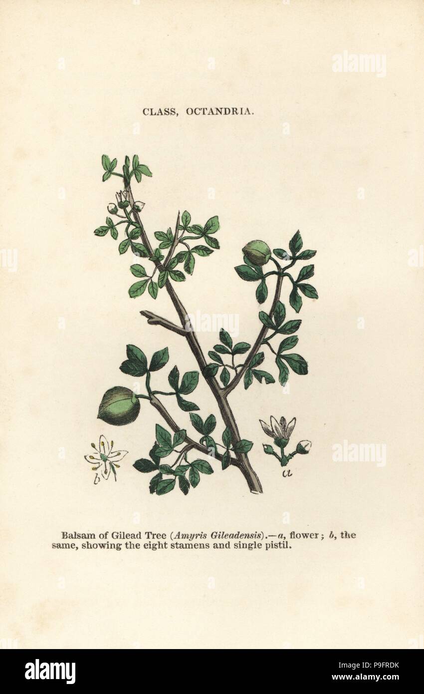 Balm of Gilead, Commiphora gileadensis (Amyris gileadensis). Handcoloured woodblock engravings from James Main's Popular Botany, Orr and Smith, London, 1835. James Main (1775-1846) was a Scottish gardener, botanist and writer. Stock Photo