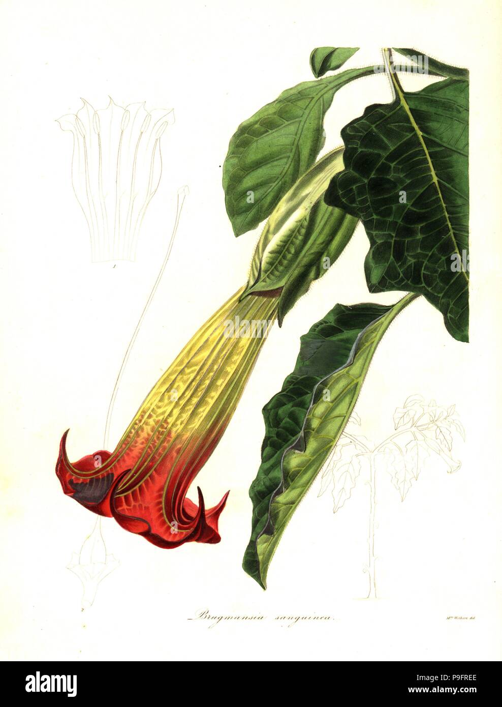 Blood-coloured brugmansia, Brugmansia sanguinea. Handcoloured copperplate engraving after a botanical illustration by Mrs Augusta Withers from Benjamin Maund and the Rev. John Stevens Henslow's The Botanist, London, 1836. Stock Photo