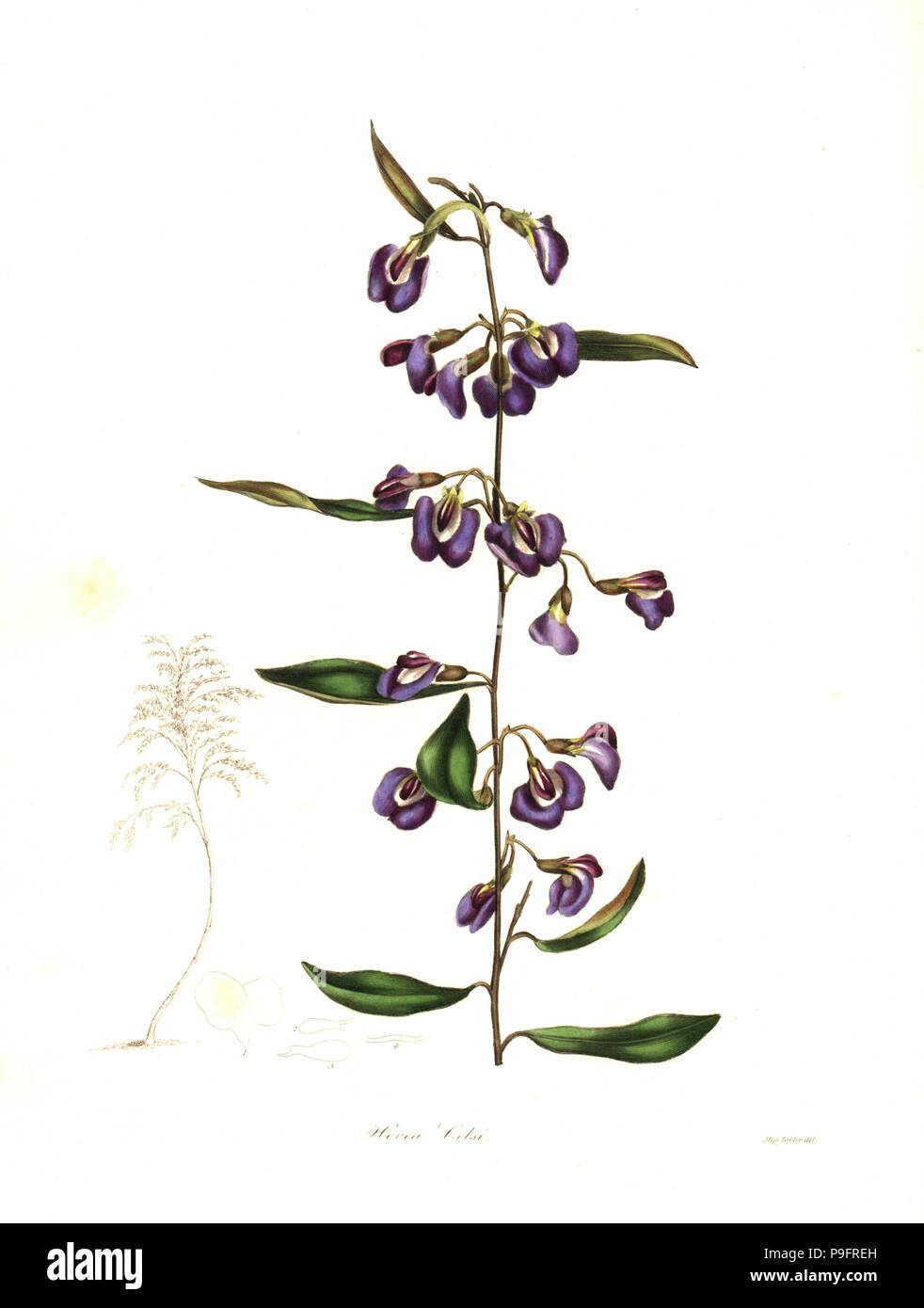 Cels' hovea, Hovea celsi. Handcoloured copperplate engraving after a botanical illustration by Miss Jane Taylor from Benjamin Maund and the Rev. John Stevens Henslow's The Botanist, London, 1836. Stock Photo