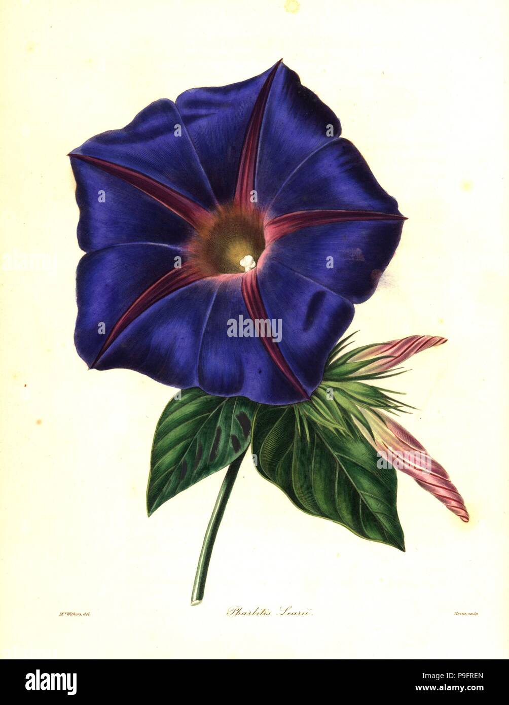 Blue morning glory, Ipomoea indica (Pharbitis learii). Handcoloured copperplate engraving by S. Nevitt after a botanical illustration by Mrs Augusta Withers from Benjamin Maund and the Rev. John Stevens Henslow's The Botanist, London, 1836. Stock Photo
