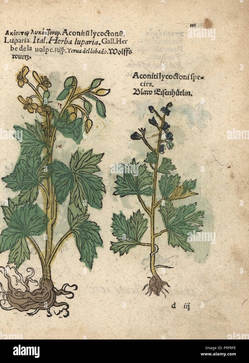 Northern wolfsbane species, Aconitum lycoctonum. Handcoloured woodblock engraving of a botanical illustration from Adam Lonicer's Krauterbuch, or Herbal, Frankfurt, 1557. This from a 17th century pirate edition or atlas of illustrations only, with captions in Latin, Greek, French, Italian, German, and in English manuscript. Stock Photo