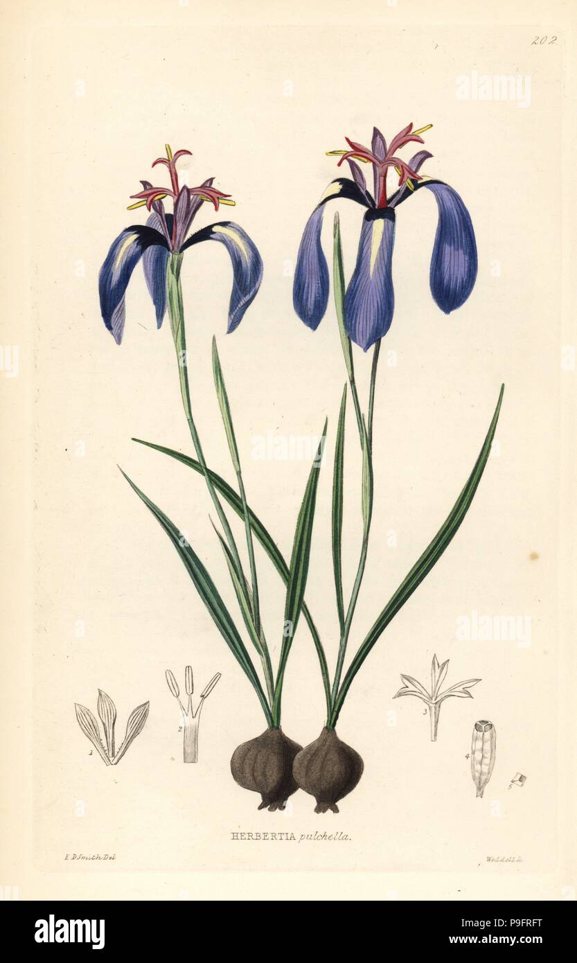 Pretty herbertia, Herbertia pulchella. Handcoloured copperplate engraving by Weddell after Edwin Dalton Smith from John Lindley and Robert Sweet's Ornamental Flower Garden and Shrubbery, G. Willis, London, 1854. Stock Photo