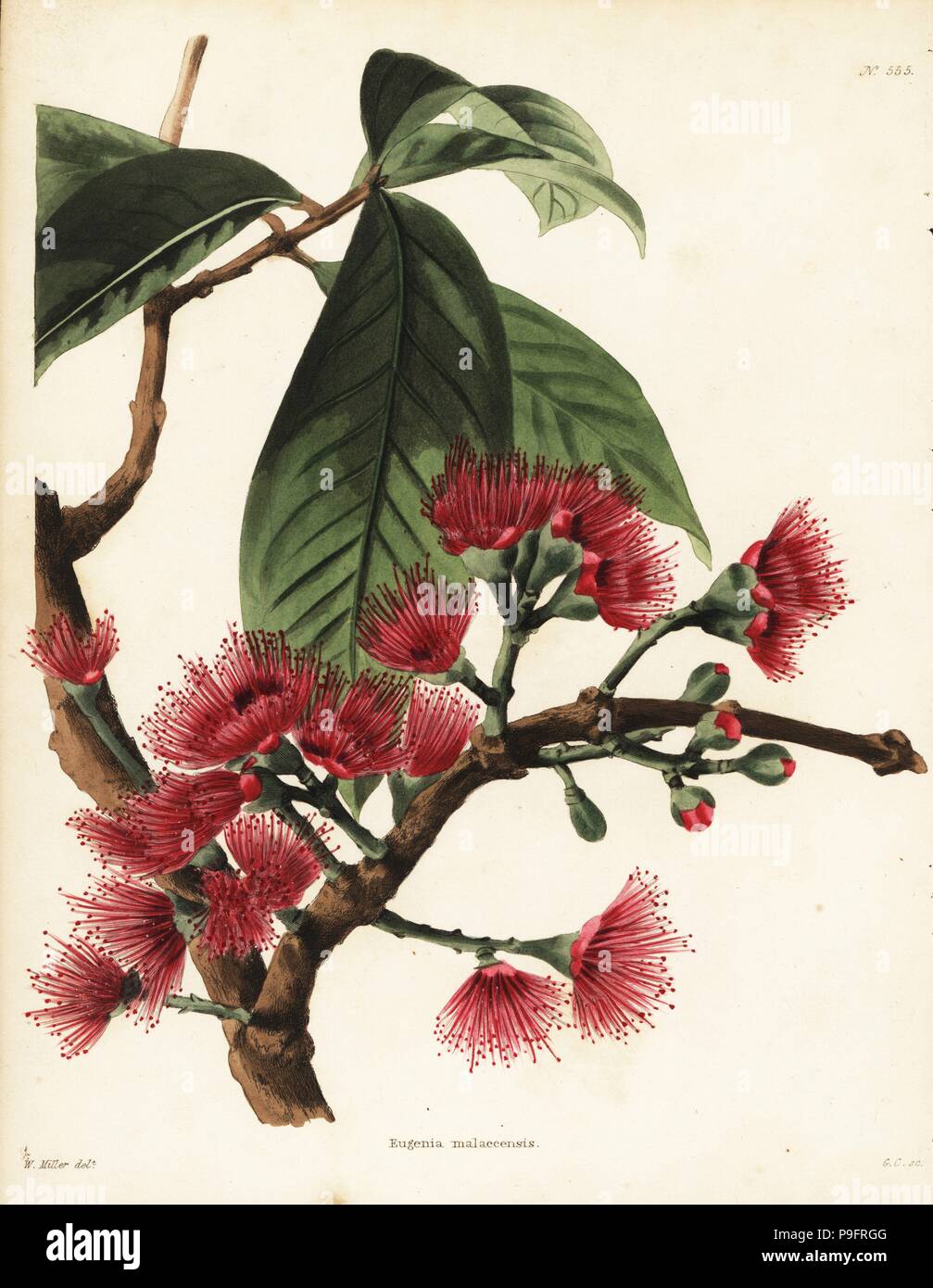 Malay rose apple, Syzygium malaccense (Eugenia malaccensis). Handcoloured copperplate engraving by George Cooke after an illustration by William Miller from Conrad Loddiges' Botanical Cabinet, Hackney, London, 1821. Stock Photo