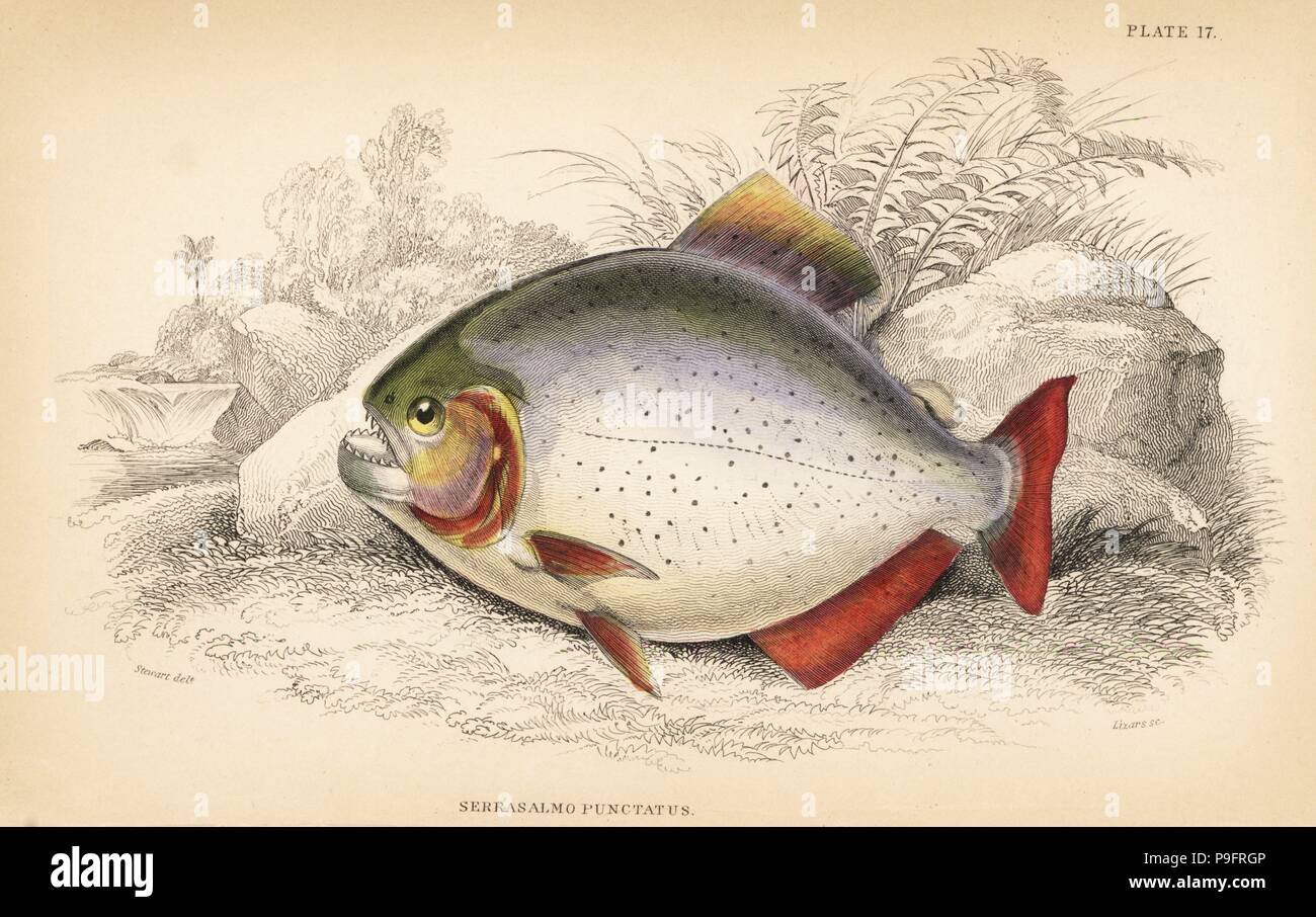 Pygopristis denticulata piranha (Spotted saw-bellied salmon, Serrasalmo punctatus). Handcoloured steel engraving by W.H. Lizars after an illustration by James Stewart from Robert Schomburgk's Fishes of Guiana, part of Sir William Jardine's Naturalist's Library: Ichthyology, Edinburgh, 1841. Stock Photo