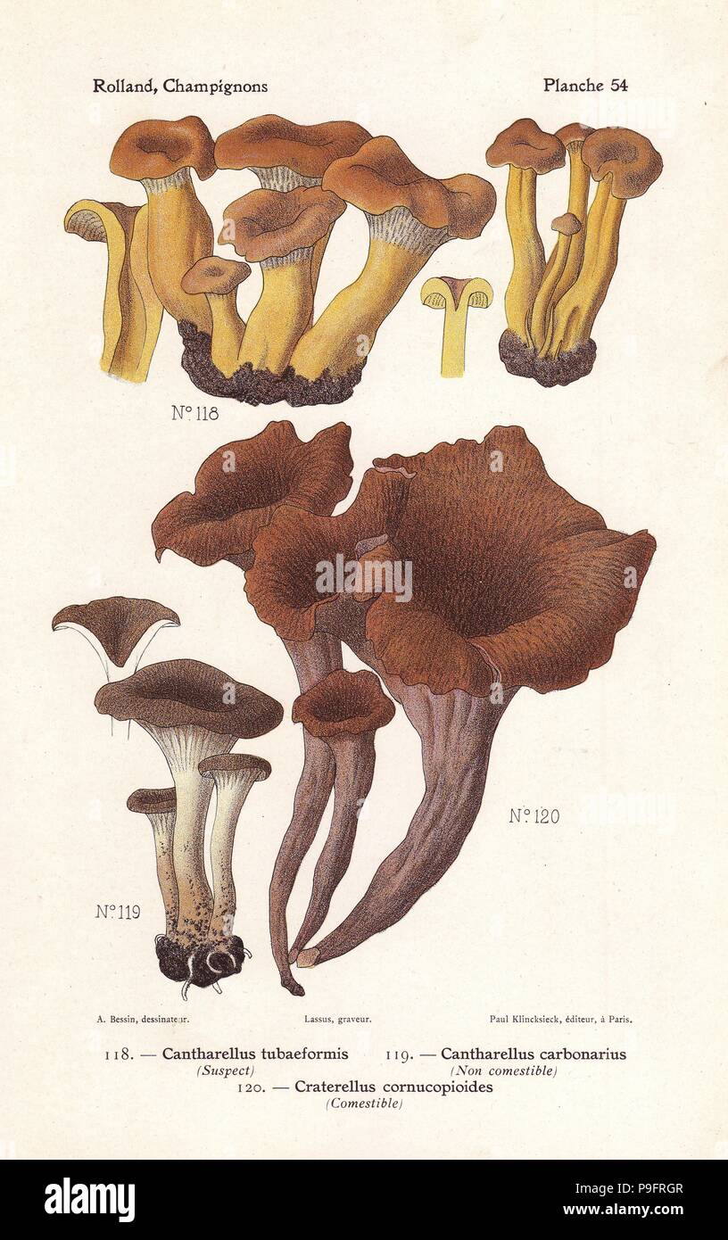 Yellowfoot or winter mushroom, Cantharellus tubaeformis, firesite funnel, Faerberia carbonaria (Cantharellus carbonarius) and horn of plenty, Craterellus cornucopioides. Chromolithograph by Lassus after an illustration by A. Bessin from Leon Rolland's Guide to Mushrooms from France, Switzerland and Belgium, Atlas des Champignons, Paul Klincksieck, Paris, 1910. Stock Photo