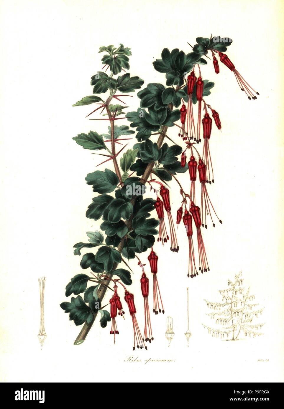 Showy gooseberry or fuchsia-flowered gooseberry, Ribes speciosum. Handcoloured copperplate engraving after a botanical illustration by Mills from Benjamin Maund and the Rev. John Stevens Henslow's The Botanist, London, 1836. Stock Photo