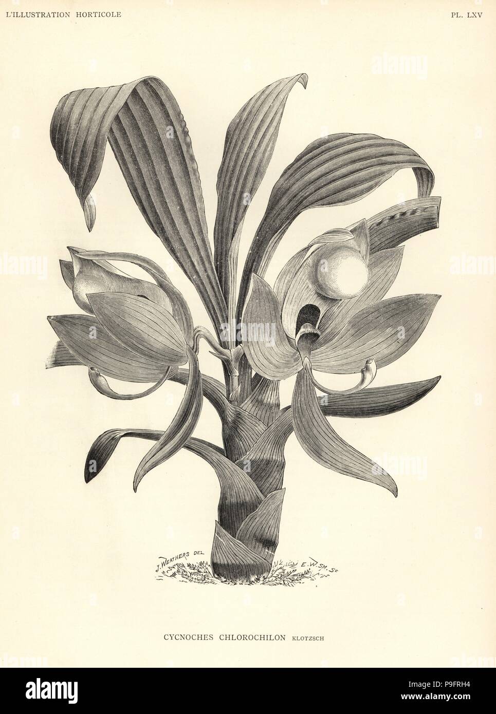 Cycnoches chlorochilon orchid. Woodcut by E.W. Smith after an illustration by J. Weathers from Jean Linden's l'Illustration Horticole, Brussels, 1888. Stock Photo