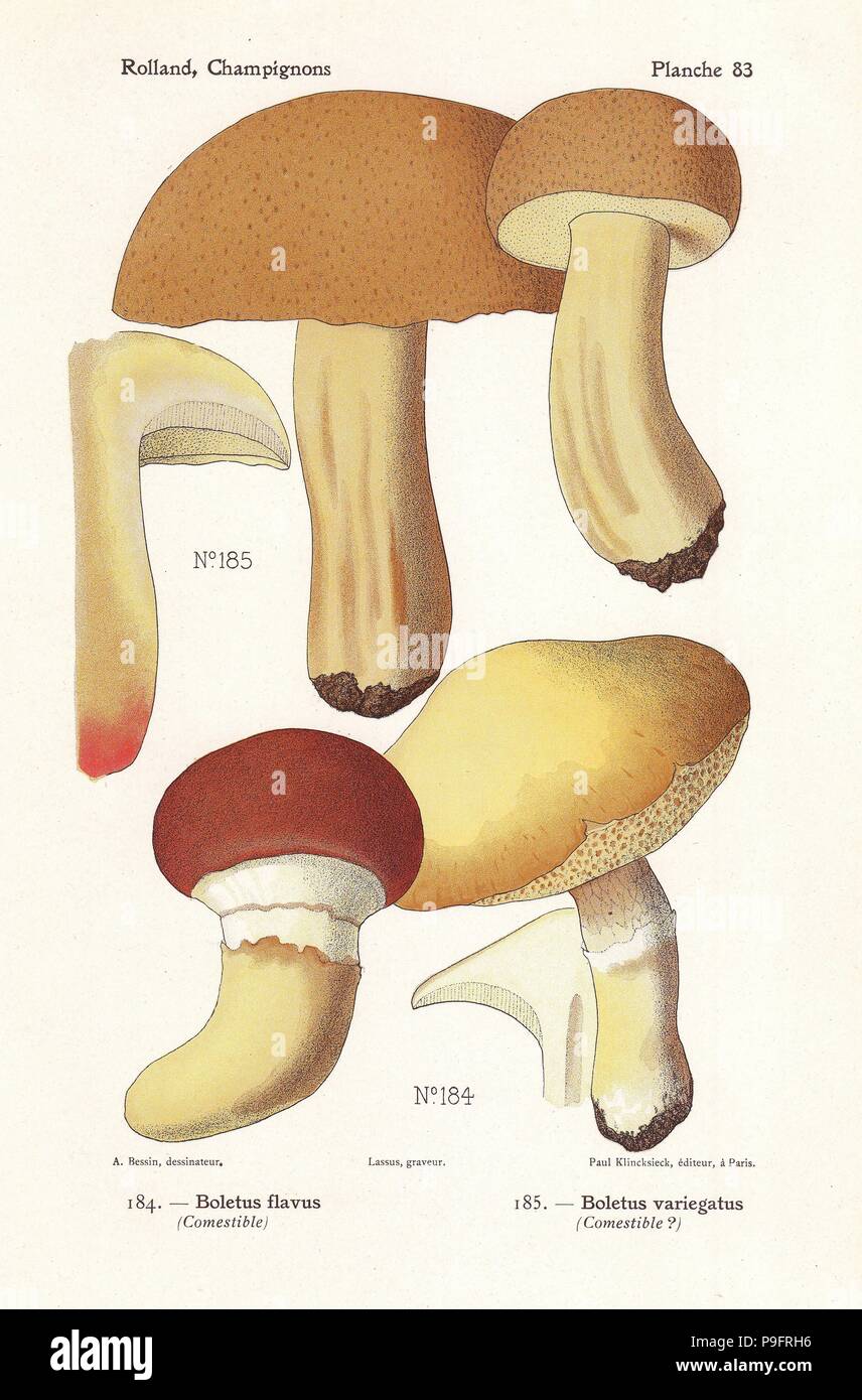 Greville's bolete or larch bolete, Suillus grevillei (Boletus flavus) and velvet bolete or variegated bolete, Suillus variegatus (Boletus variegatus). Chromolithograph by Lassus after an illustration by A. Bessin from Leon Rolland's Guide to Mushrooms from France, Switzerland and Belgium, Atlas des Champignons, Paul Klincksieck, Paris, 1910. Stock Photo