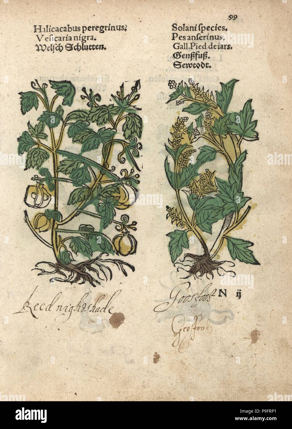Balloon plant, Cardiospermum halicacabum, and goosefoot, Chenopodium species. Handcoloured woodblock engraving of a botanical illustration from Adam Lonicer's Krauterbuch, or Herbal, Frankfurt, 1557. This from a 17th century pirate edition or atlas of illustrations only, with captions in Latin, Greek, French, Italian, German, and in English manuscript. Stock Photo