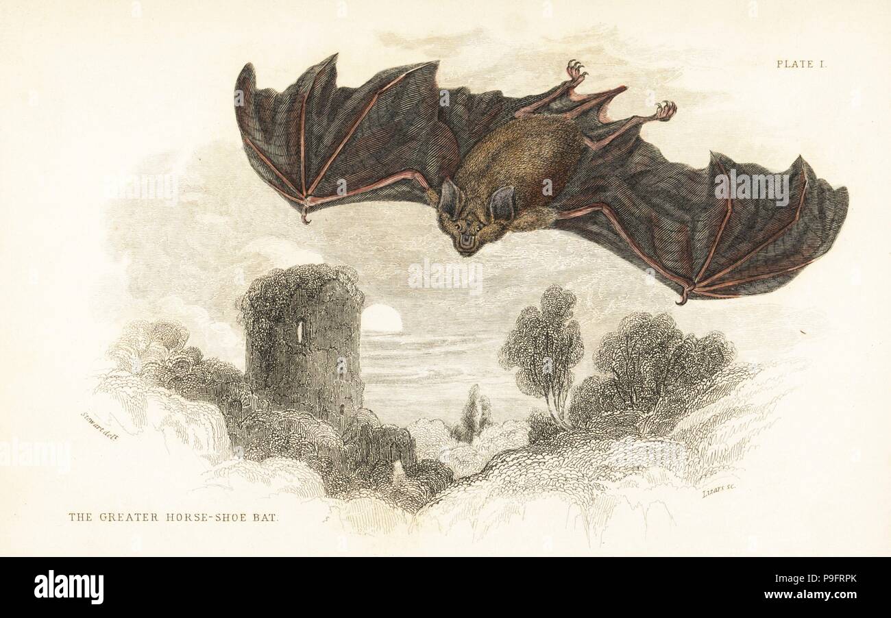 Greater horseshoe bat, Rhinolophus ferrumequinum. Handcoloured steel engraving by Lizars after an illustration by James Stewart from William Jardine's Naturalist's Library, Edinburgh, 1836. Stock Photo