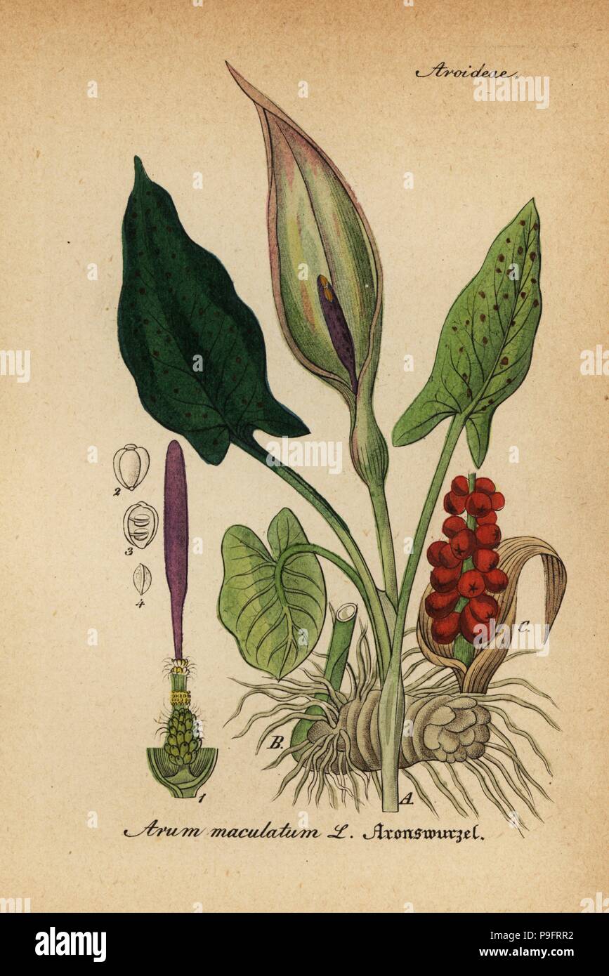 Arum lily, Arum maculatum. Handcoloured copperplate engraving from Dr. Willibald Artus' Hand-Atlas sammtlicher mediinisch-pharmaceutischer Gewachse, (Handbook of all medical-pharmaceutical plants), Jena, 1876. Stock Photo