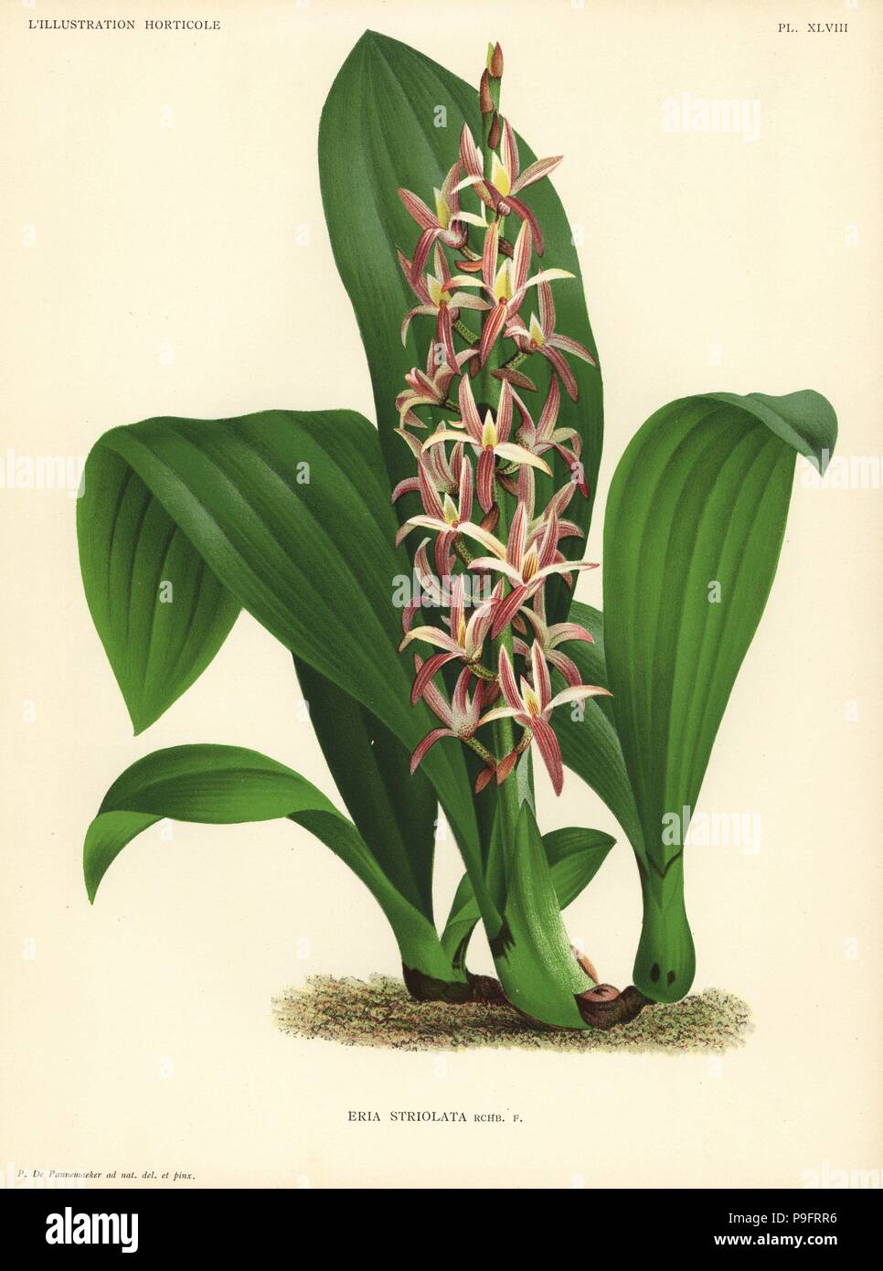 Eria javanica orchid (Eria striolata). Drawn and chromolithographed by Pieter de Pannemaeker from Jean Linden's l'Illustration Horticole, Brussels, 1888. Stock Photo