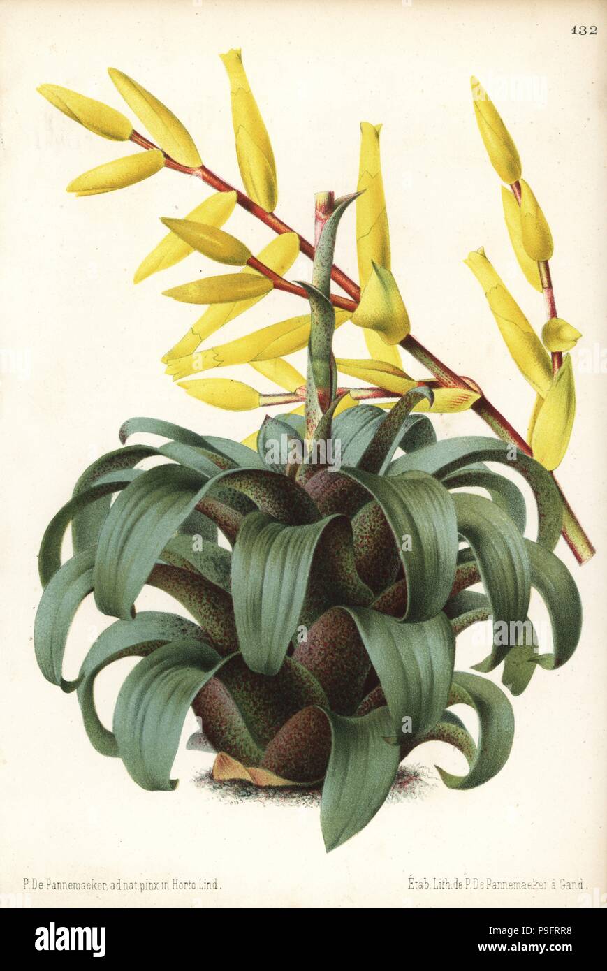 Vriesea saundersii (Encholirion saundersii). Drawn and chromolithographed by P. de Pannemaeker from Jean Linden's l'Illustration Horticole, Brussels, 1873. Stock Photo