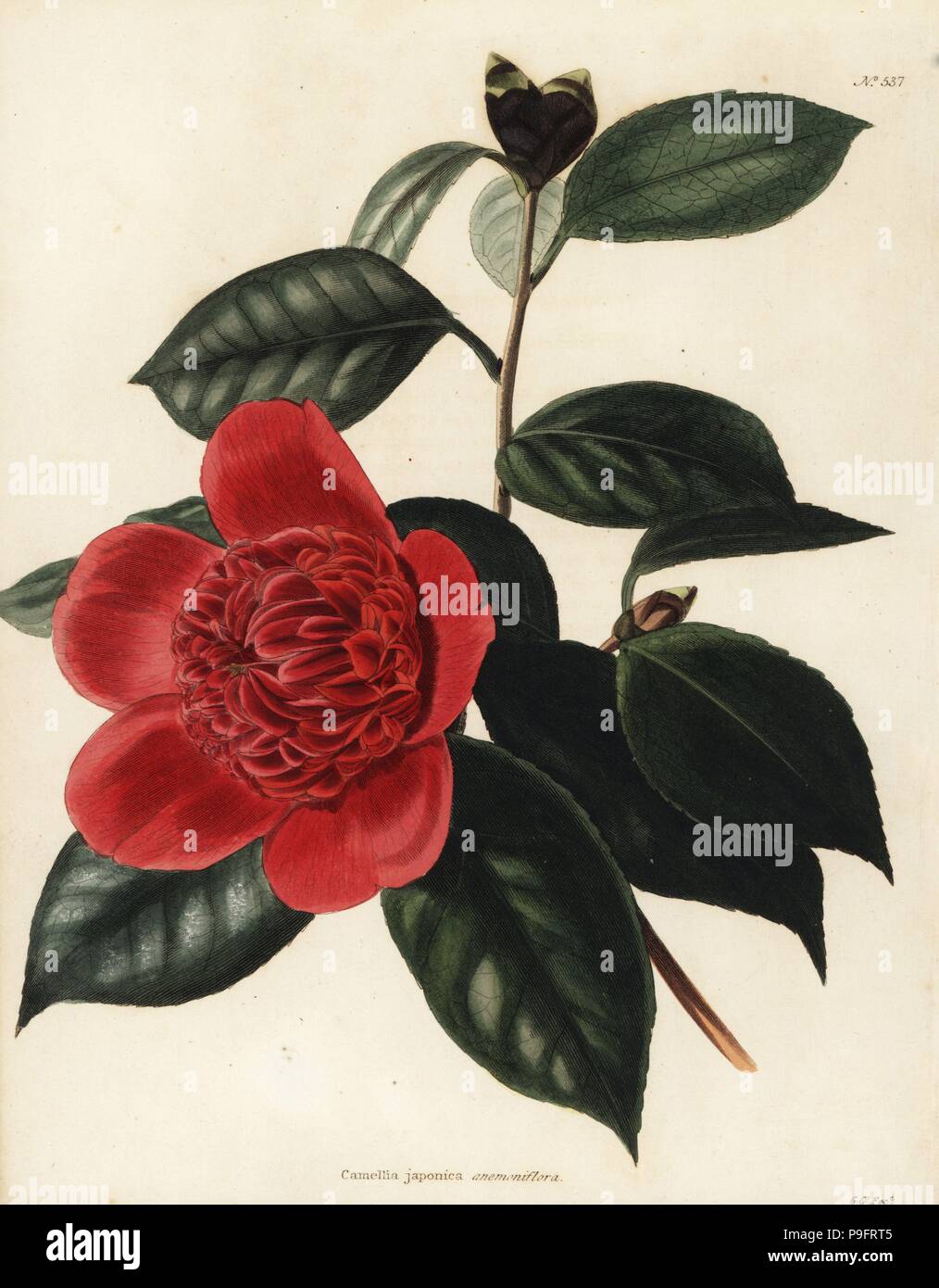 Camellia japonica anemoniflora. Handcoloured copperplate engraving by George Cooke after George Loddiges from Conrad Loddiges' Botanical Cabinet, Hackney, 1818. Stock Photo