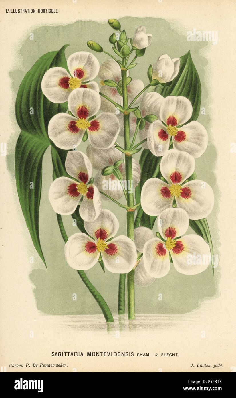 Giant arrowhead, Sagittaria montevidensis. Chromolithograph by Pieter de Pannemaeker from Jean Linden's l'Illustration Horticole, Brussels, 1884. Stock Photo