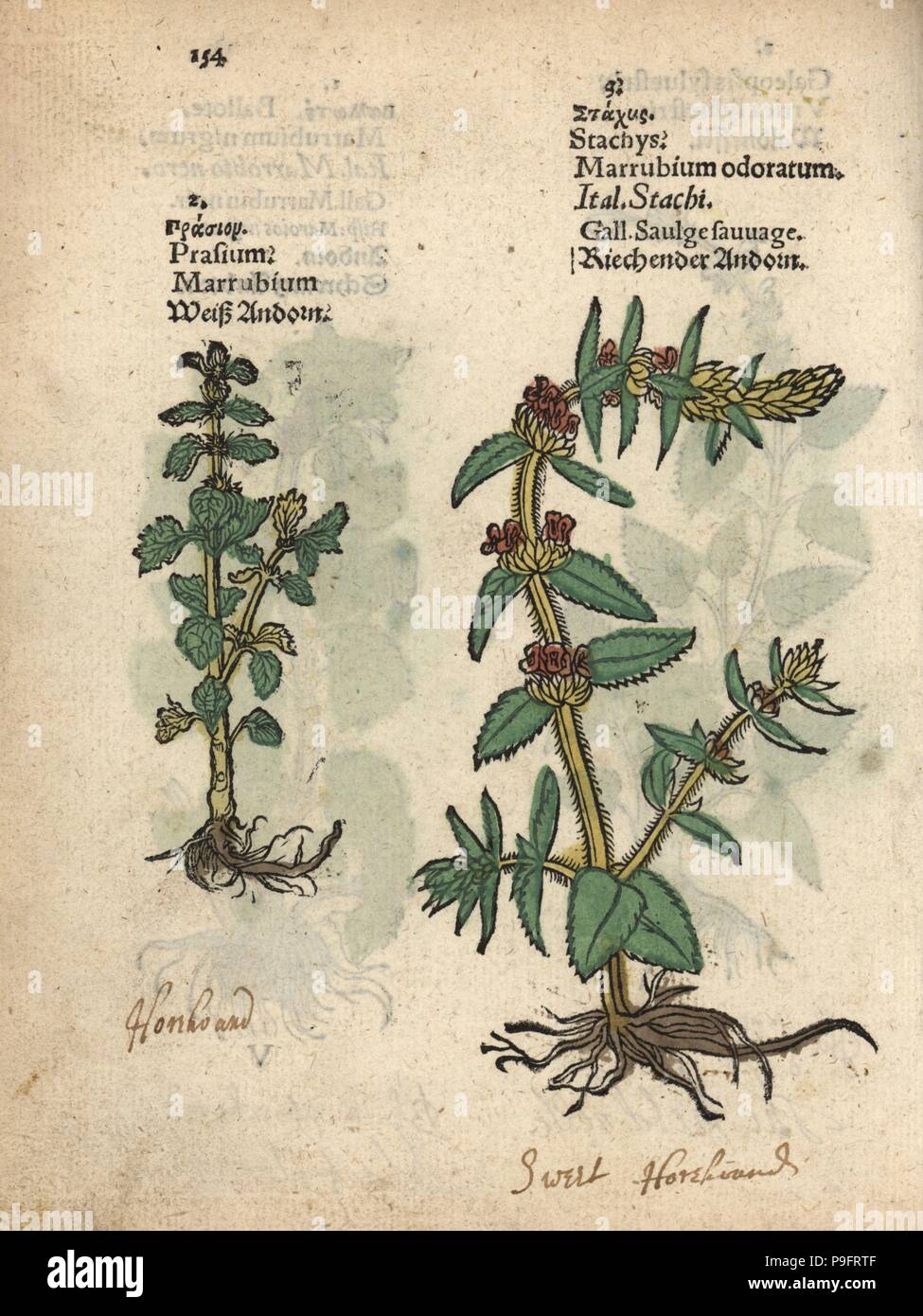 Common horehound, Marrubium vulgare, and downy woundwort, Stachys germanica. Handcoloured woodblock engraving of a botanical illustration from Adam Lonicer's Krauterbuch, or Herbal, Frankfurt, 1557. This from a 17th century pirate edition or atlas of illustrations only, with captions in Latin, Greek, French, Italian, German, and in English manuscript. Stock Photo