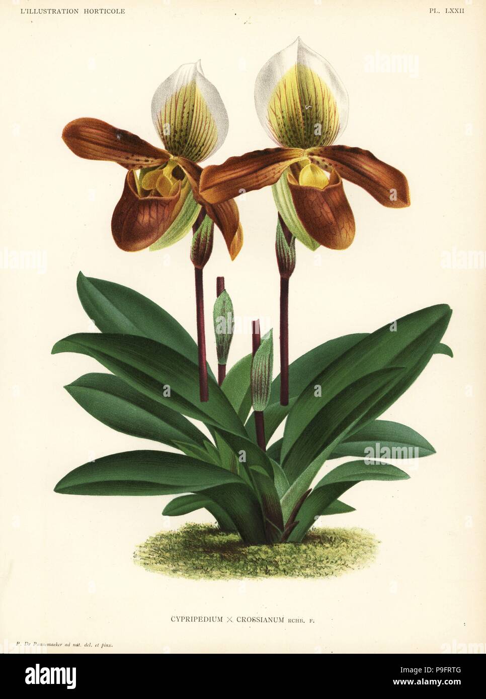 Cross's orchid, Paphiopedilum crossianum, hybrid of Paphiopedilum venustum x Paphiopedilum insigne. Drawn and chromolithographed by Pieter de Pannemaeker from Jean Linden's l'Illustration Horticole, Brussels, 1888. Stock Photo
