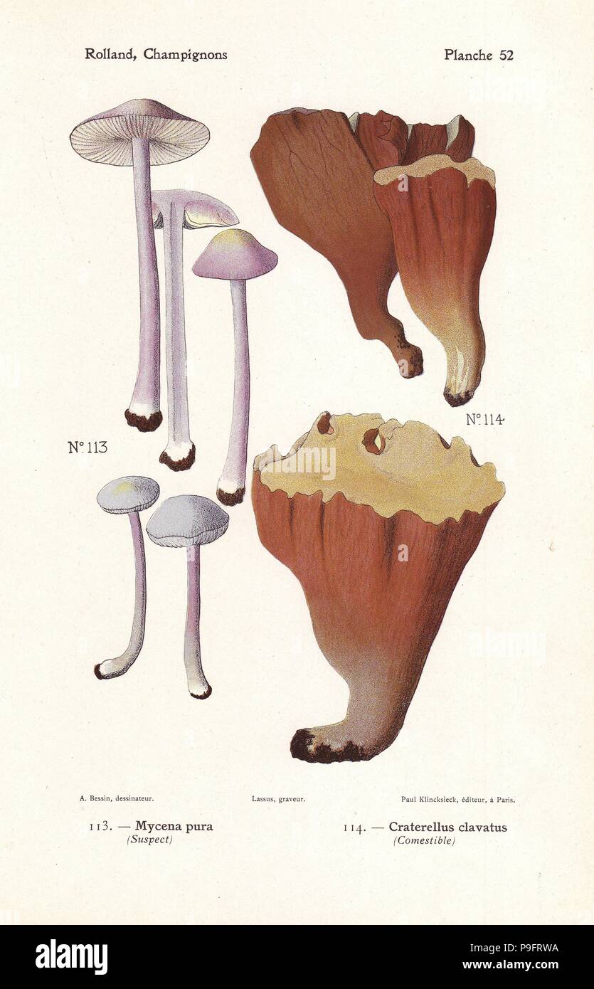 Lilac bonnet, Mycena pura, and pig's ears or violet chanterelle, Gomphus clavatus, (Craterellus clavatus). Chromolithograph by Lassus after an illustration by A. Bessin from Leon Rolland's Guide to Mushrooms from France, Switzerland and Belgium, Atlas des Champignons, Paul Klincksieck, Paris, 1910. Stock Photo