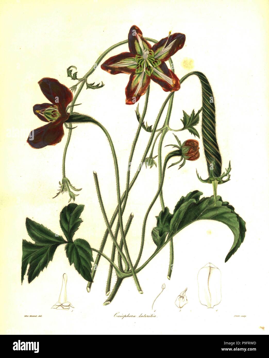 Brick-red caiophora, Caiophora lateritia. Handcoloured copperplate engraving by S. Nevitt after a botanical illustration by Miss Maund from Benjamin Maund and the Rev. John Stevens Henslow's The Botanist, London, 1836. Stock Photo