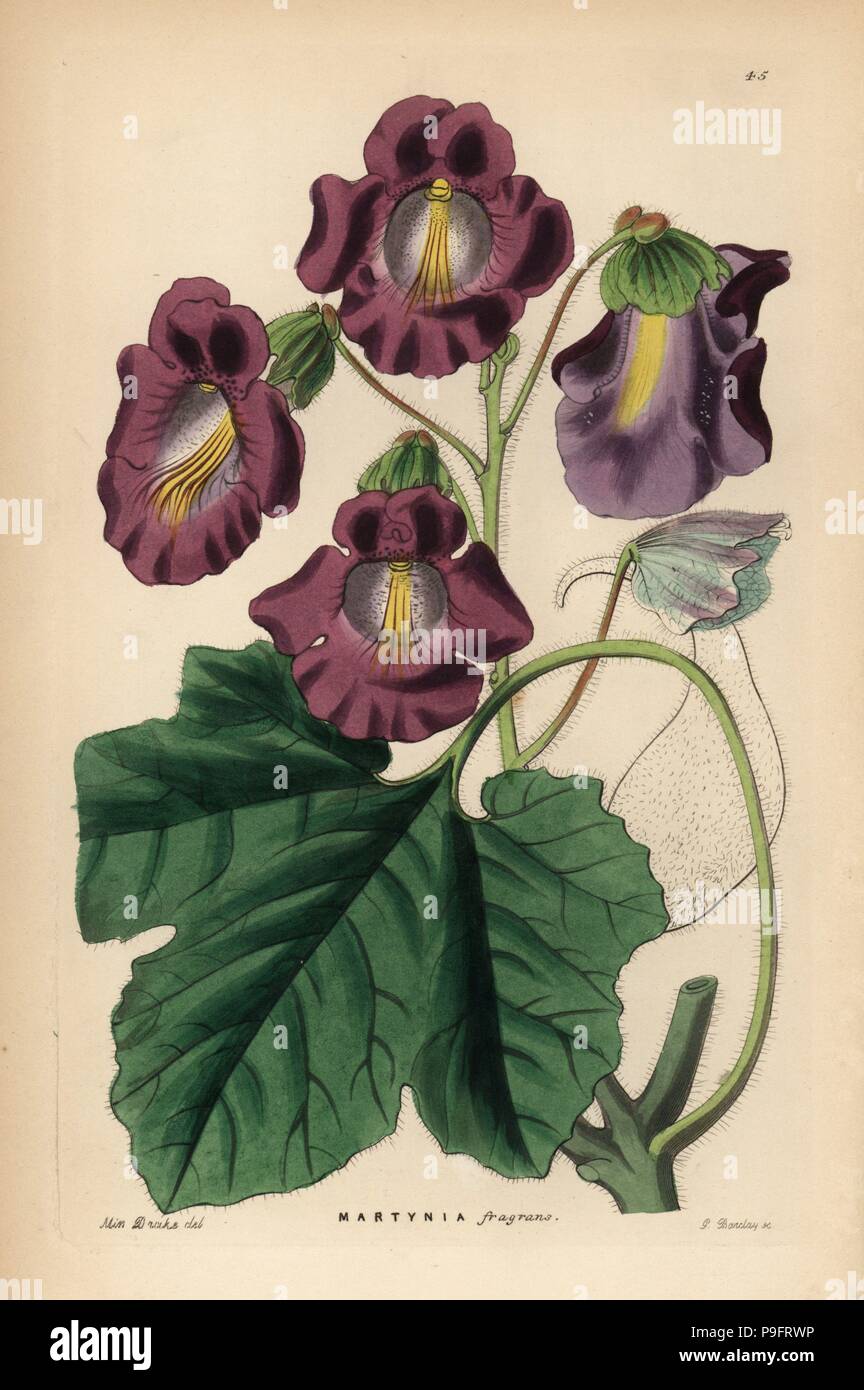 Devil's claw, Proboscidea fragrans (Fragrant martynia, Martynia fragrans). Handcoloured copperplate engraving by G. Barclay after Miss Sarah Drake from John Lindley and Robert Sweet's Ornamental Flower Garden and Shrubbery, G. Willis, London, 1854. Stock Photo