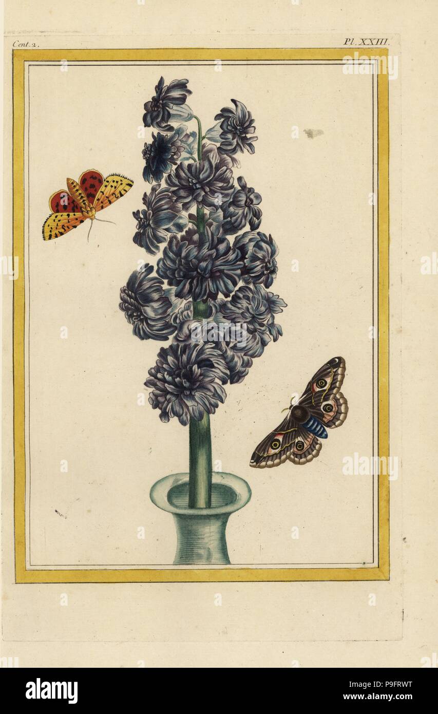 L'Admirable Jacinthe. Hyacinth hybrid, Hyacinthus orientalis, in vase with moths. Handcoloured etching from Pierre Joseph Buchoz' Collection precieuse et enluminee des fleurs les plus belles et les plus curieuses, qui se cultivent tant dans les jardins de la chine, que dans ceux de l'Europe, Paris, 1776. Stock Photo