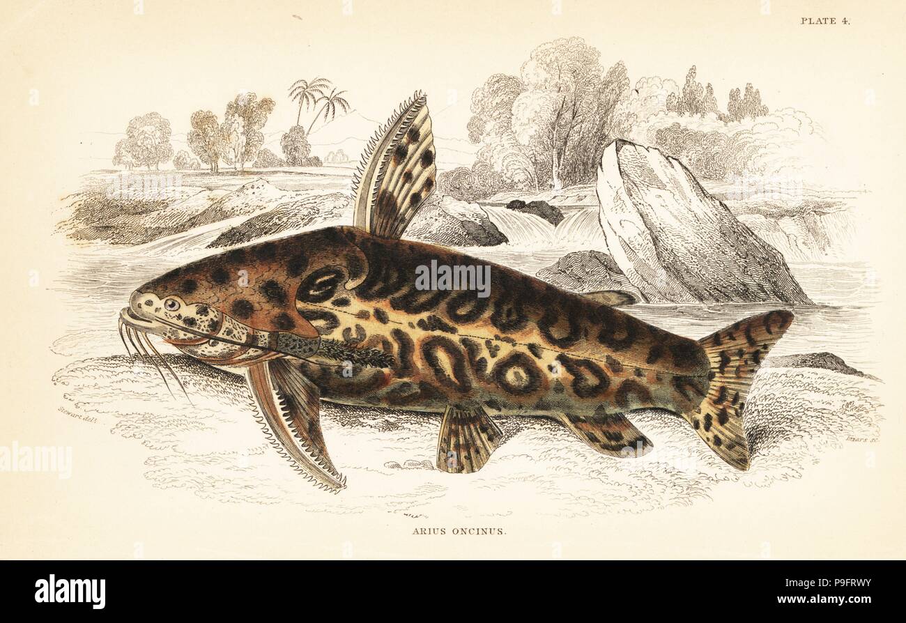 Jaguar catfish, Liosomadoras oncinus (Marbled arius, Arius oncinus). Handcoloured steel engraving by W.H. Lizars after an illustration by James Stewart from Robert Schomburgk's Fishes of Guiana, part of Sir William Jardine's Naturalist's Library: Ichthyology, Edinburgh, 1841. Stock Photo