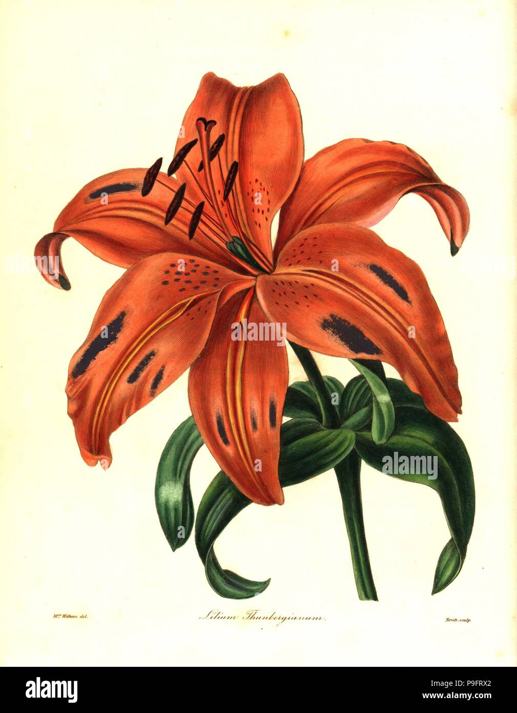 Japanese lily or sukashiyuri, Lilium maculatum (Thunberg's lily, Lilium thunbergianum). Handcoloured copperplate engraving by S. Nevitt after a botanical illustration by Mrs Augusta Withers from Benjamin Maund and the Rev. John Stevens Henslow's The Botanist, London, 1836. Stock Photo