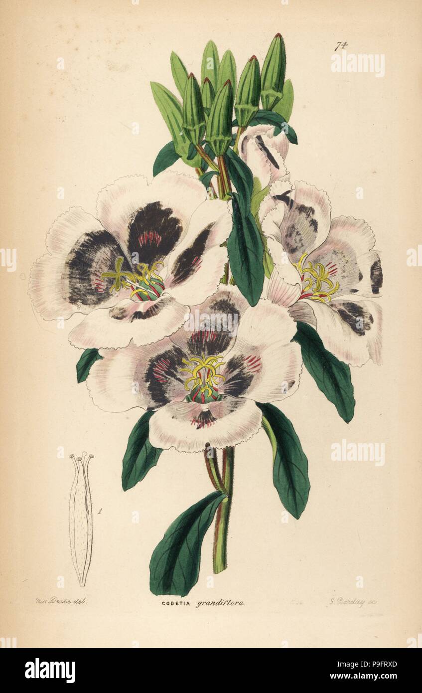 Farewell to spring, Clarkia amoena subsp. lindleyi (Large-flowered godetia,  Godetia grandiflora). Handcoloured copperplate engraving by G. Barclay  after Miss Sarah Drake from John Lindley and Robert Sweet's Ornamental  Flower Garden and Shrubbery