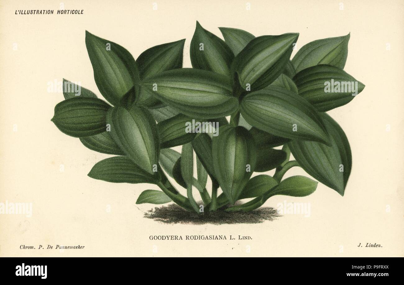 Jewel orchid, Ludisia discolor (Goodyera rodigasiana). Chromolithograph by Pieter de Pannemaeker from Jean Linden's l'Illustration Horticole, Brussels, 1885. Stock Photo