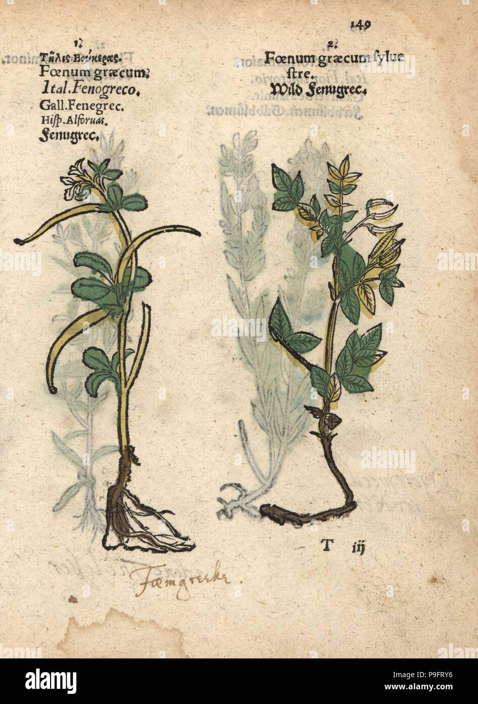 Fenugreek, Trigonella foenum-graecum, and wild fenugreek, Foenum-graecum sylvestre. Handcoloured woodblock engraving of a botanical illustration from Adam Lonicer's Krauterbuch, or Herbal, Frankfurt, 1557. This from a 17th century pirate edition or atlas of illustrations only, with captions in Latin, Greek, French, Italian, German, and in English manuscript. Stock Photo