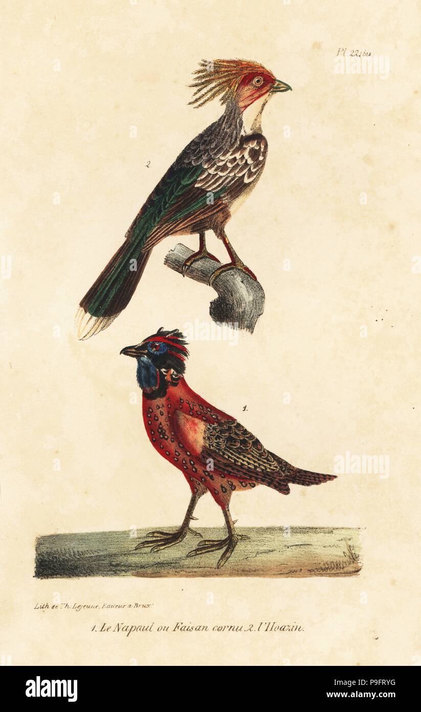 Kalij pheasant, Lophura leucomelanos, and hoatzin, Opisthocomus hoazin. Handcoloured lithograph from Th. Lejeune's Complete Works of Buffon, Oeuvres Completes de Buffon, Brussels, 1837. Stock Photo