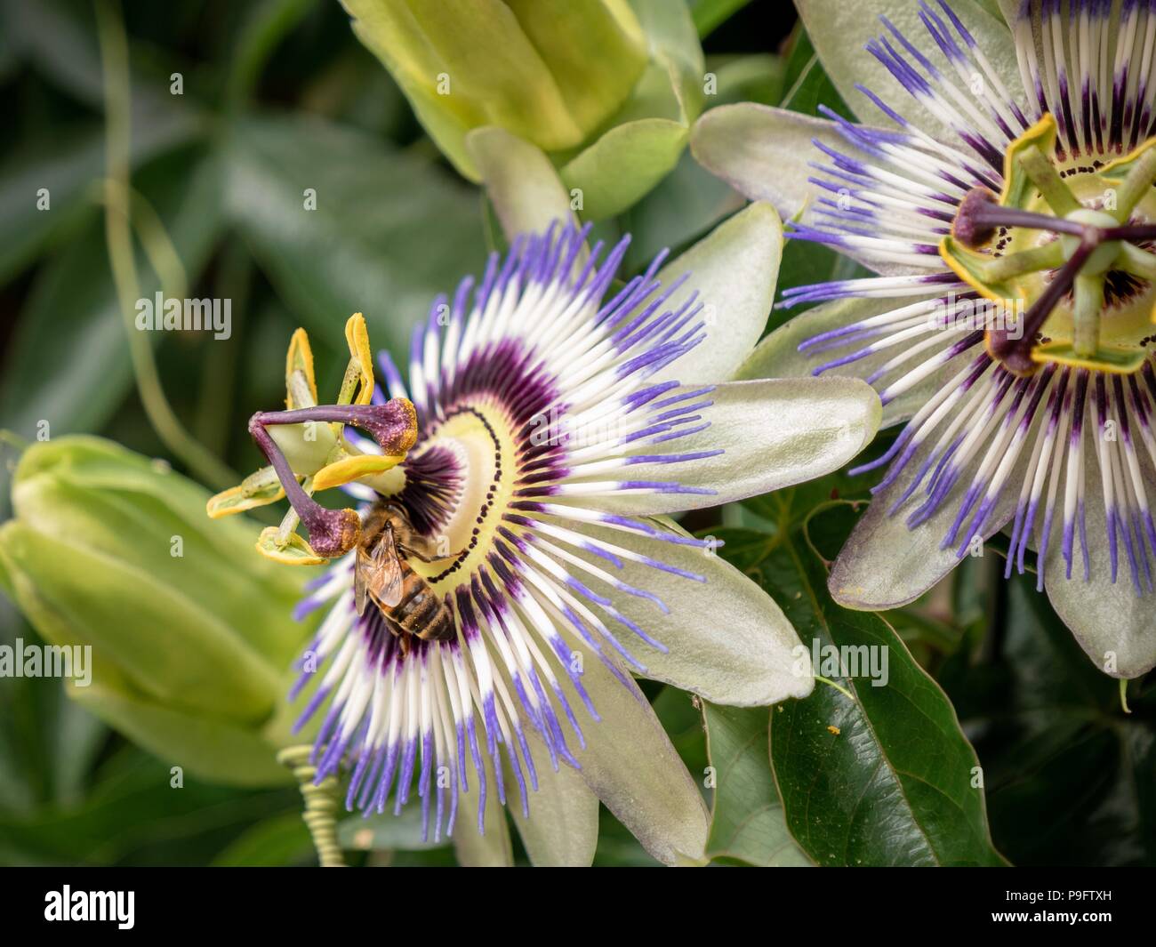 Honey bee collecting pollen from a blue passion flower Stock Photo