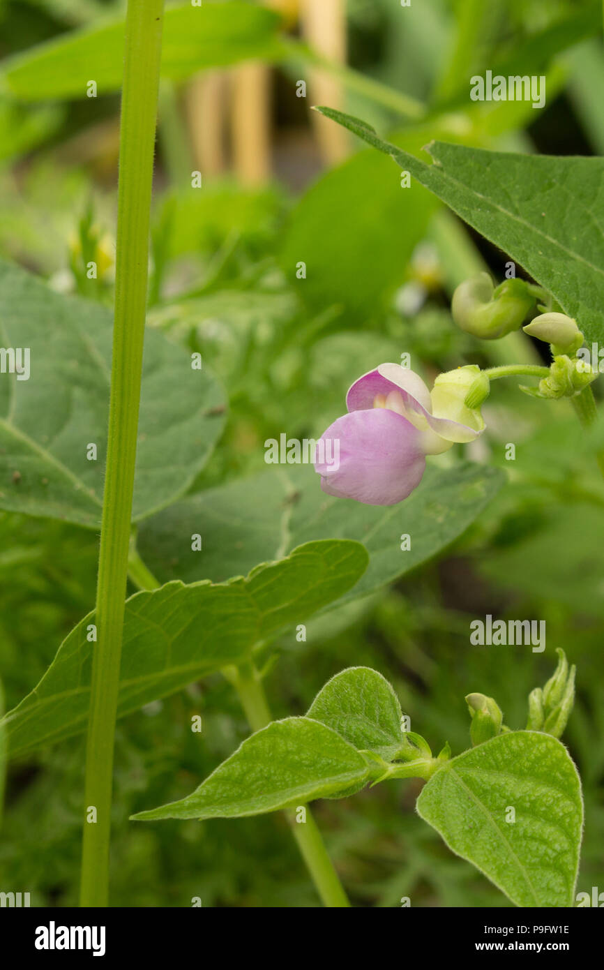 Lavender, pencil pod wax bean bloom growing in a raised bed garden. Stock Photo