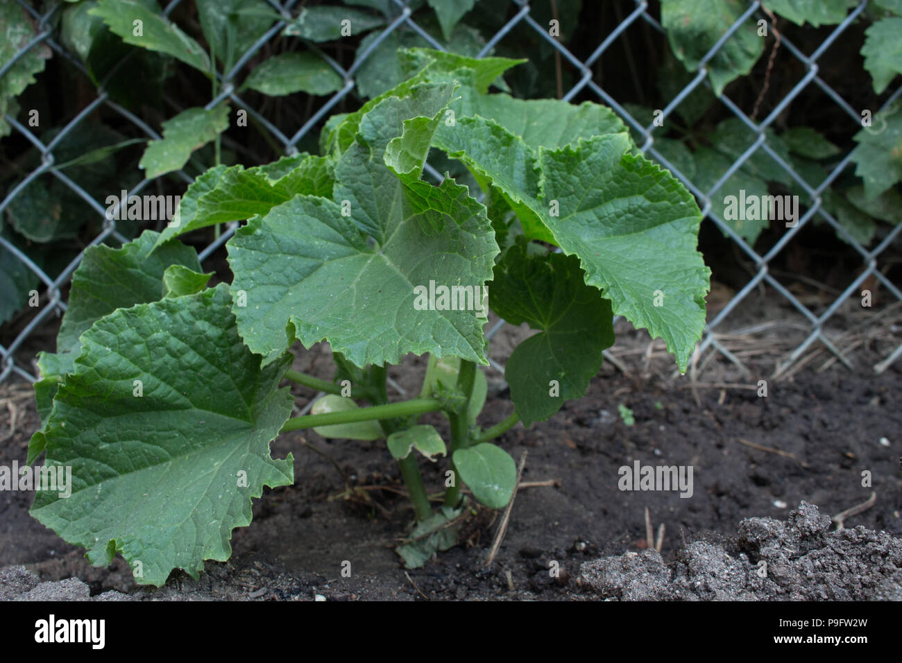 Chain link fence trellis hires stock photography and images Alamy
