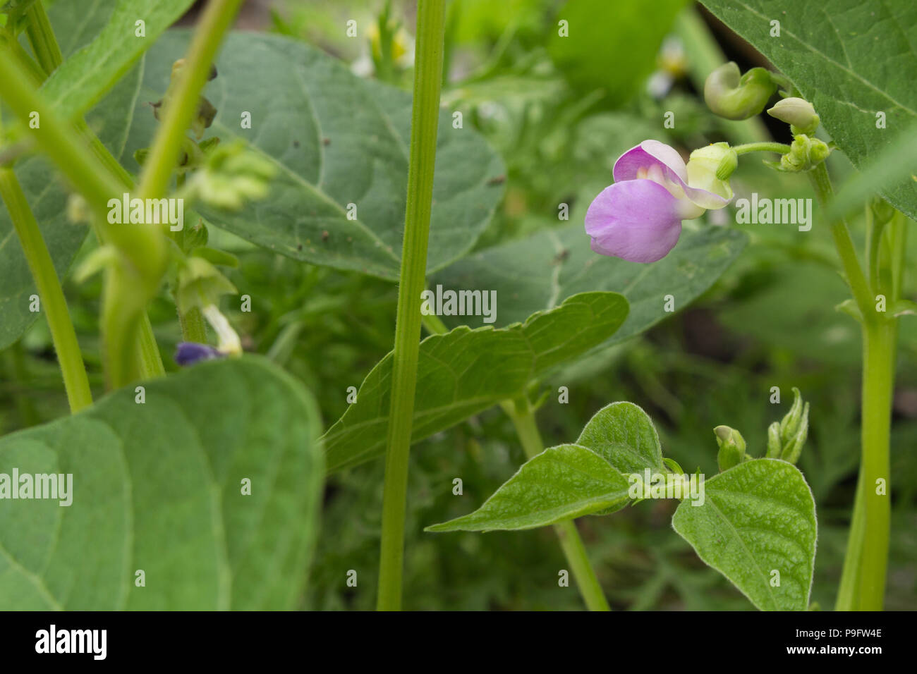 Violet wax bean bloom among bean plants  growing in a raised bed garden Stock Photo