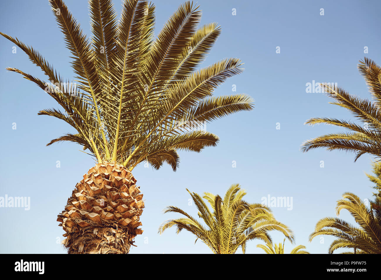 Palm tree on a background of blue sky Stock Photo - Alamy