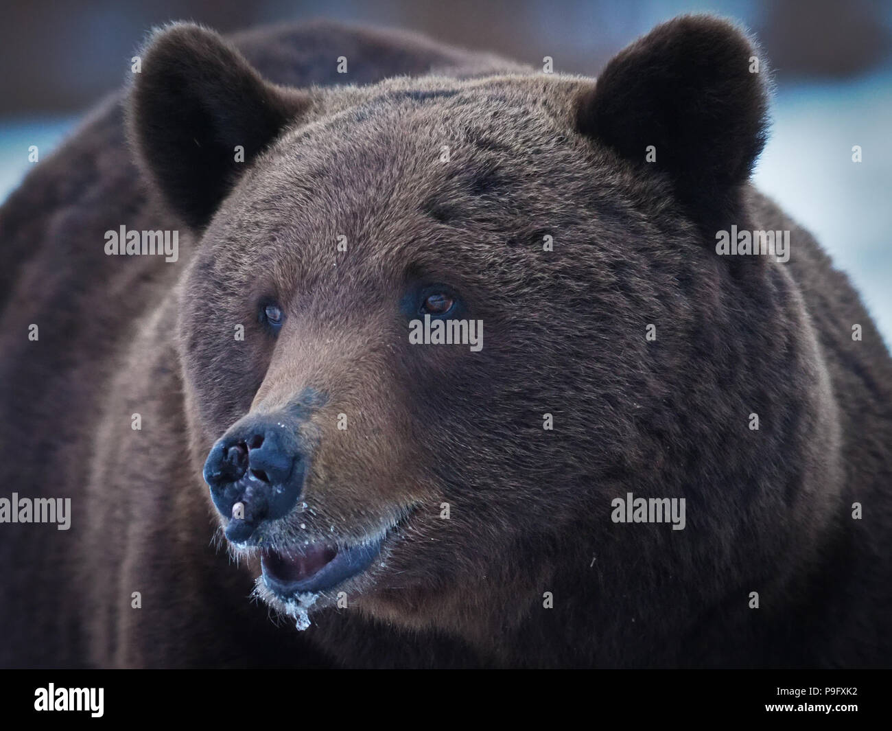 European Brown Bear (Ursus arctos) Stock Photo