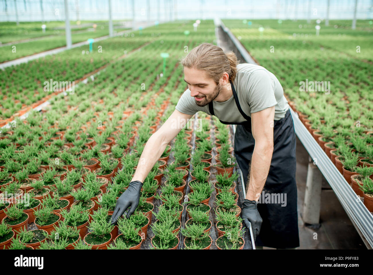 Worker in the greenhouse of plant production Stock Photo Alamy