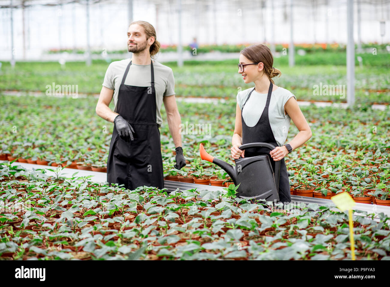 Workers at the plant production greenhouse Stock Photo Alamy