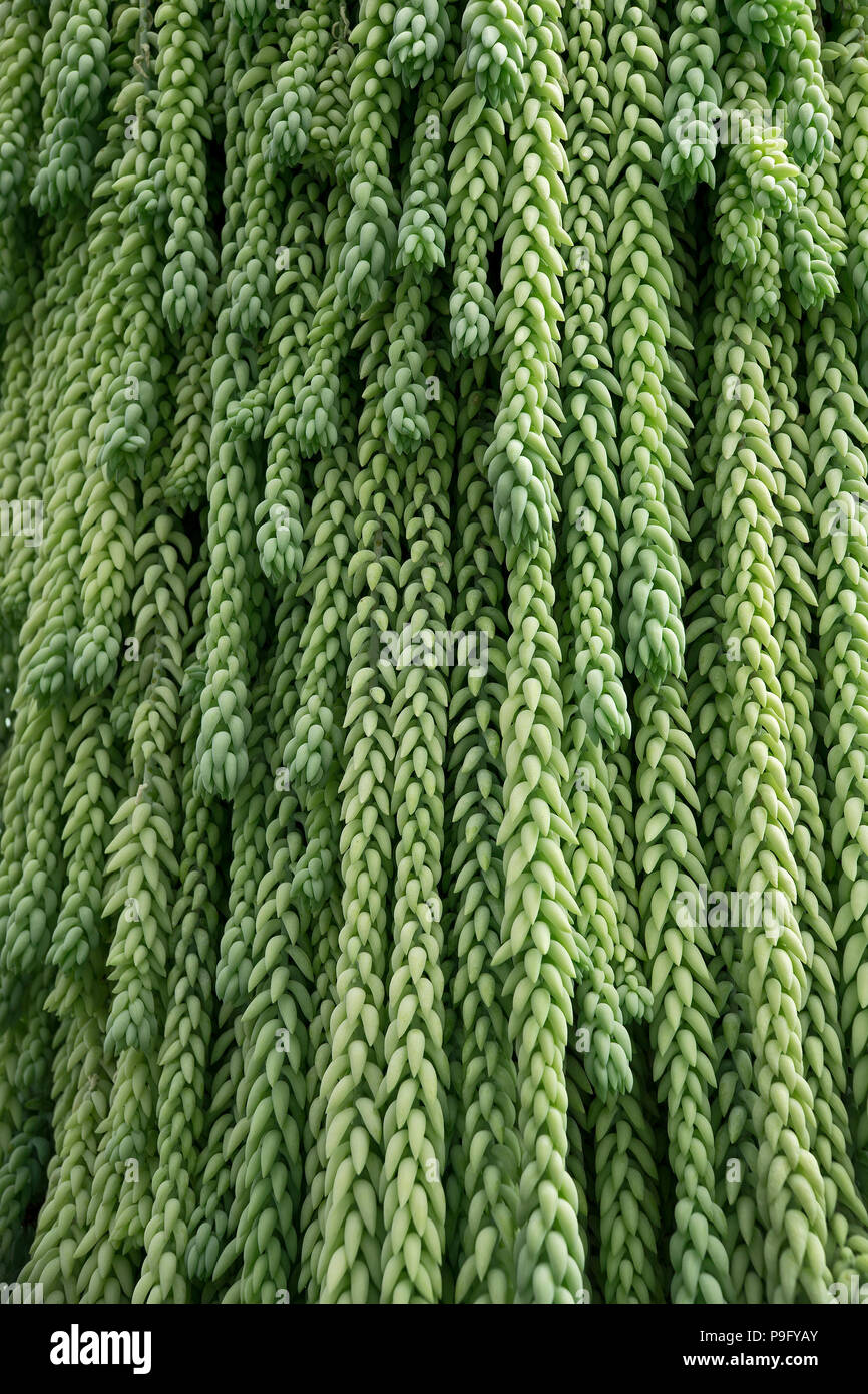 Burro's Tail Hanging Plant Stock Photo