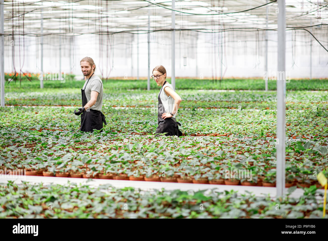 Workers at the plant production greenhouse Stock Photo Alamy